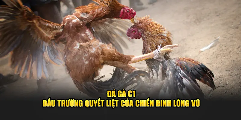 đấu trường đá gà c1 cực đỉnh tại good88